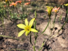 Moraea collina