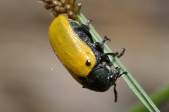 Labidostomis