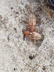 Eurynebria complanata