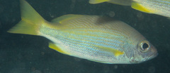 Lutjanus xanthopinnis