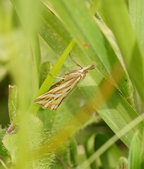 Hednota pleniferellus