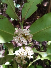 Chapelieria multiflora image