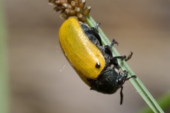 Labidostomis