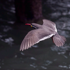 Inca Tern photo 2