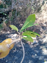 Sloanea rhodantha