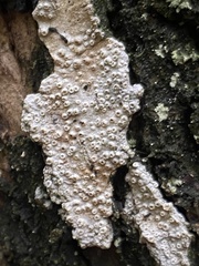 Thelotrema