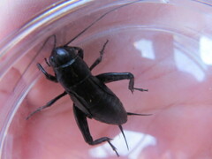 Gryllus bimaculatus