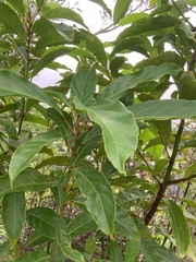 Elaeocarpus serratus