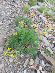 Lomatium brandegeei