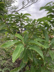 Elaeocarpus serratus