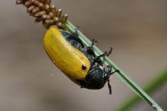 Labidostomis