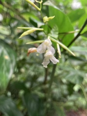 Marantaceae