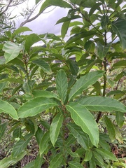 Elaeocarpus serratus