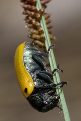 Labidostomis
