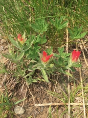 Castilleja elmeri