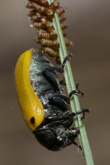 Labidostomis