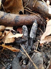 Xylaria ellisii