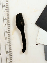 Xylaria ellisii