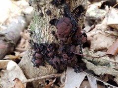 Cosmospora khandalensis