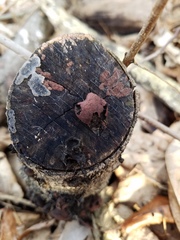 Cosmospora khandalensis