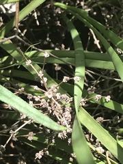 Lomandra multiflora