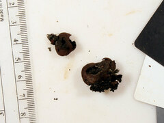 Cosmospora khandalensis