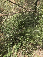 Lomandra multiflora