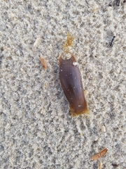 Scyliorhinus canicula