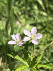 Geranium retrorsum
