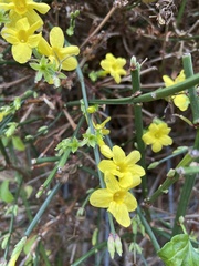 Jasminum nudiflorum