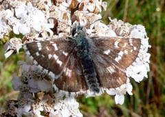 Pyrgus carlinae