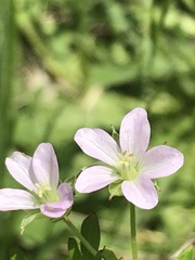 Geranium retrorsum