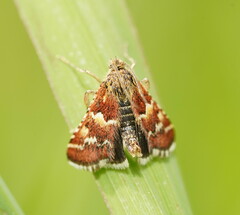Oenogenes fugalis