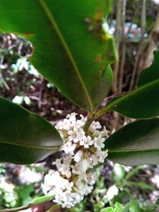 Chapelieria multiflora image