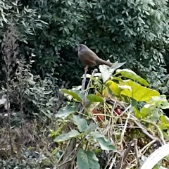 Trochalopteron lineatum