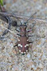 Cicindela hybrida