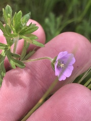 Geranium solanderi
