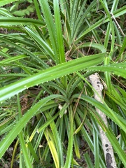 Pandanus tectorius