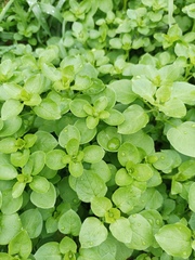 Stellaria media