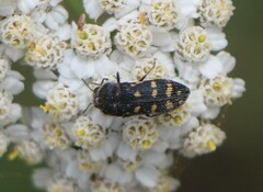 Acmaeoderella flavofasciata