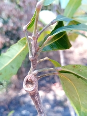 Sloanea rhodantha