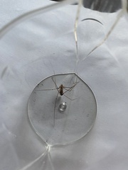 Pholcus phalangioides