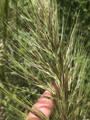 Austrostipa densiflora