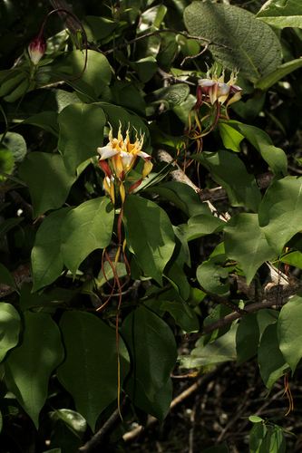 Strophanthus petersianus image