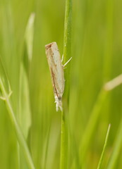 Culladia cuneiferellus