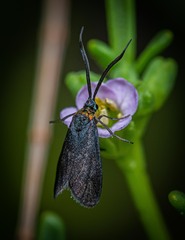 Pollanisus subdolosa