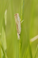 Culladia cuneiferellus