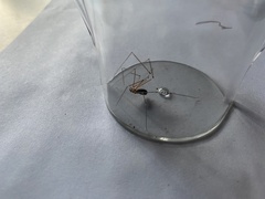 Pholcus phalangioides