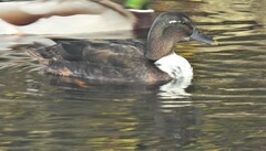 Anas platyrhynchos domesticus