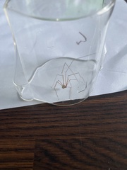 Pholcus phalangioides